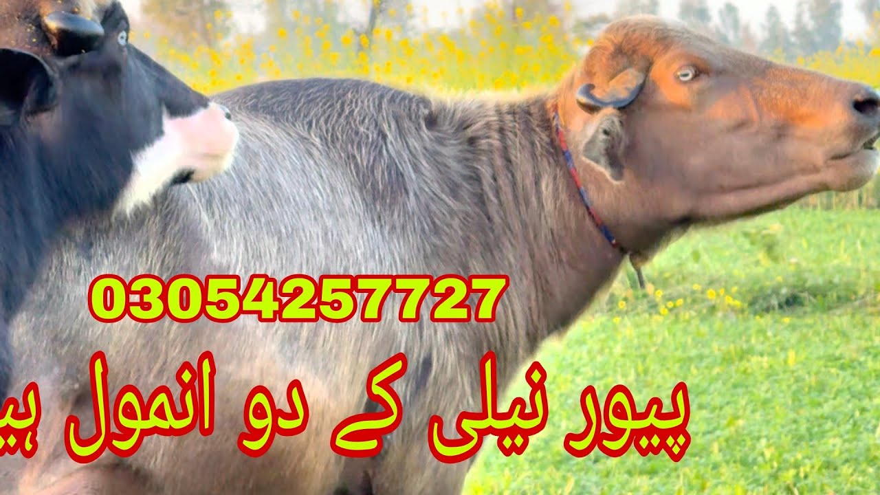 Watch piure Nili Ravi buffalo for sale sheraz Kharal 172.2.2026 03054257727