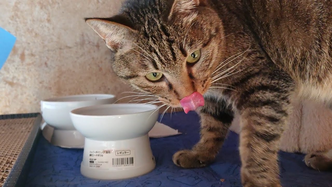 【保護猫22】外で暮らしていたので家の中でも早食いみたいです。