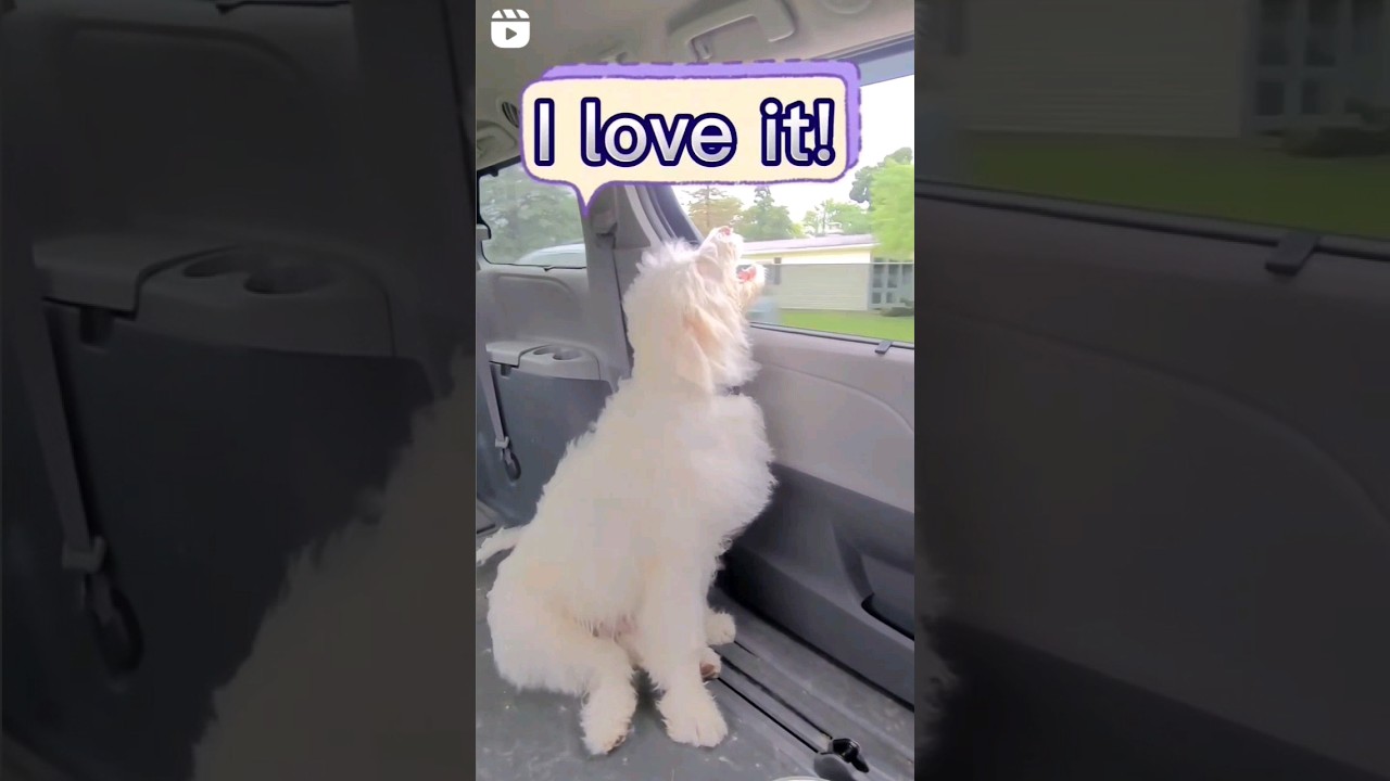 Dog rating outdoor activities 