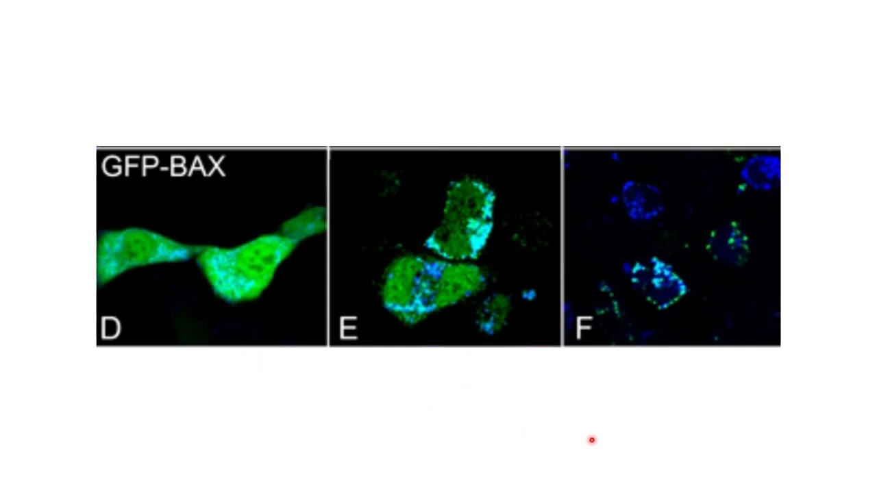 Localisation de Bax aux mitochondries quand l'apoptose est induite