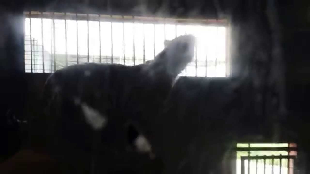 Darica Zoo Bengal Tiger Scary Strong Angry Big