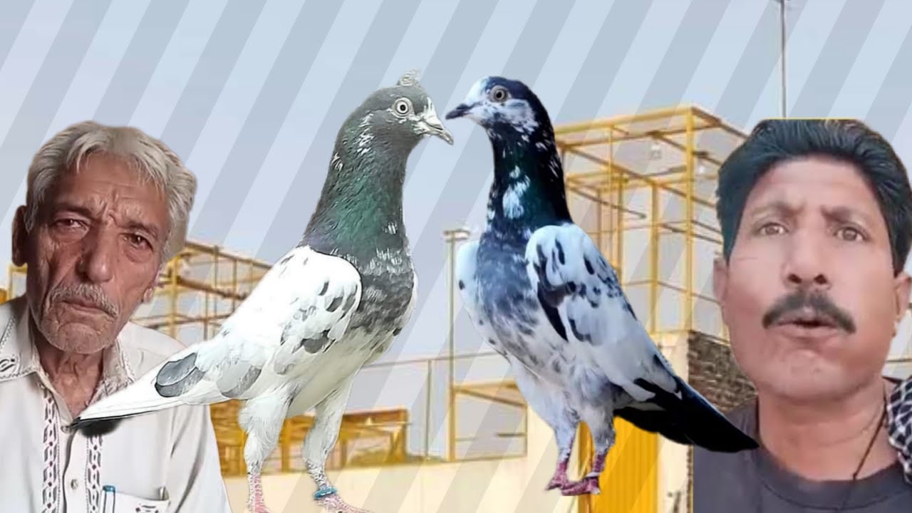 Ustad Mukha sab ki chat se pigeons