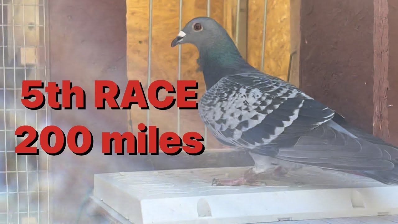 This is our fifth pigeon race and the birds are doing great!