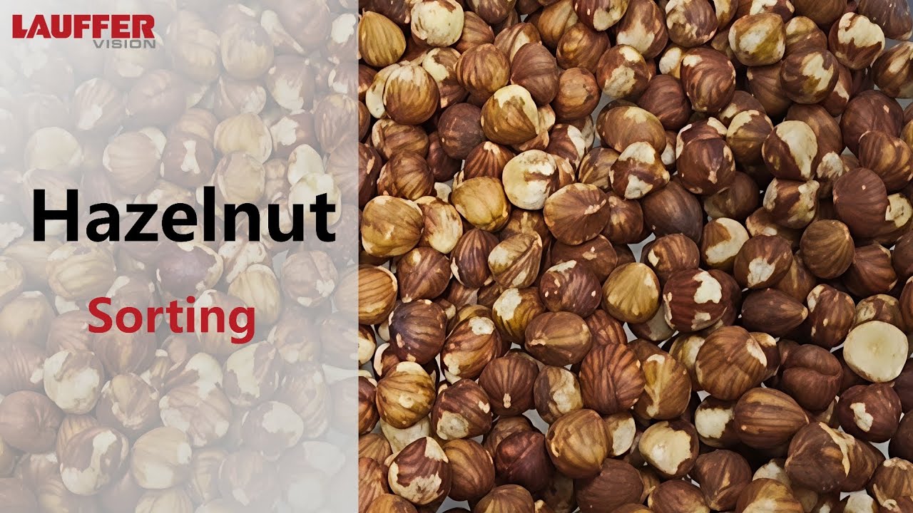 AI Powered Sensor-Based Sorting Systems - Hazelnut Sorting