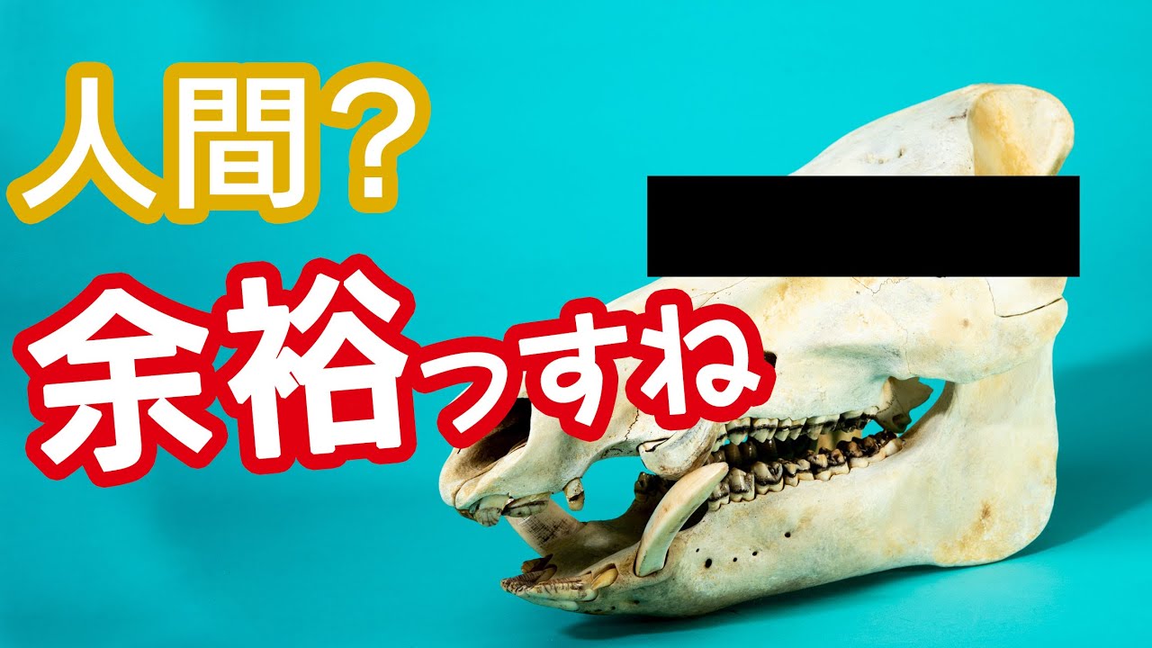 アーバン猪の危険さを現役猟師が説明してみた。生肉と頭骨を使ってね。