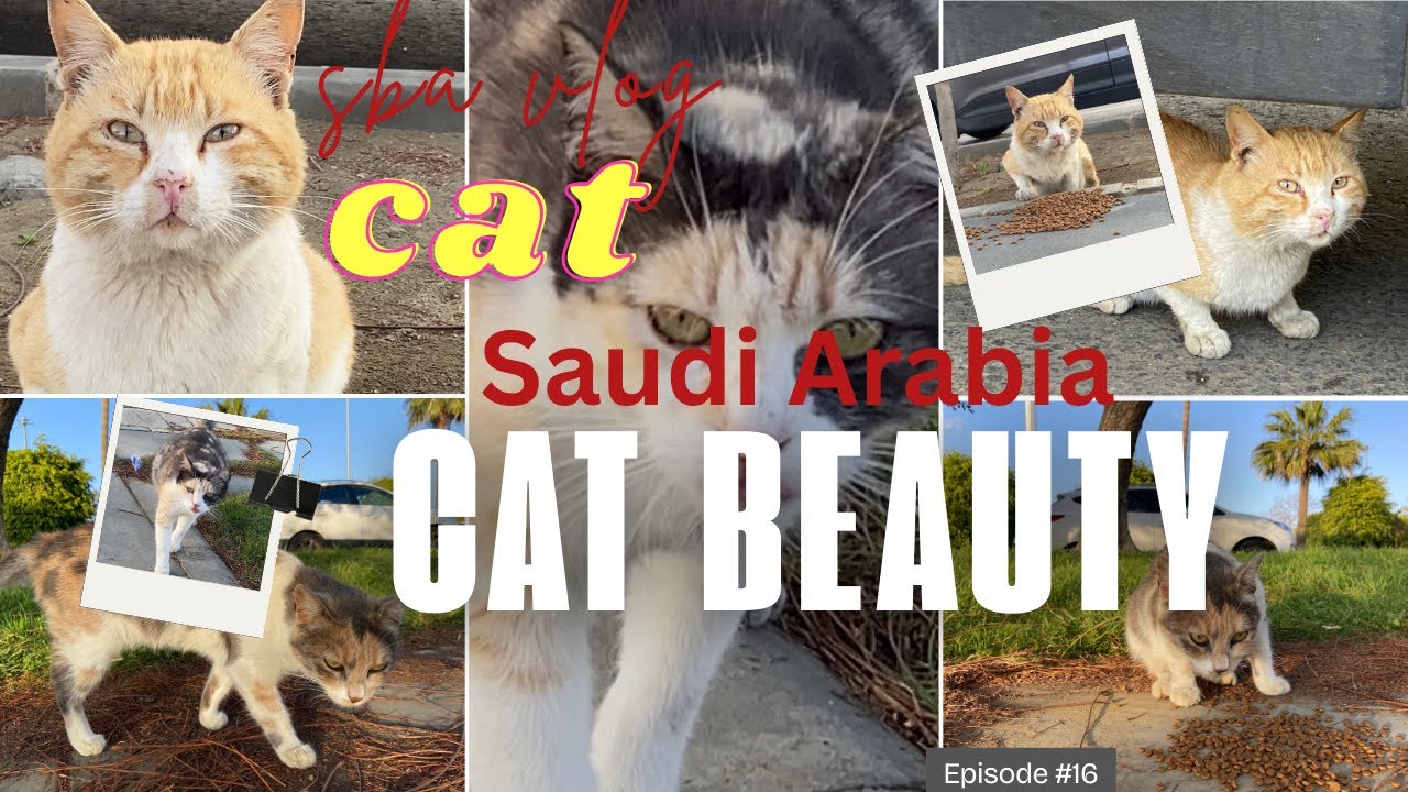 Cat 🐱 khusorat beli |Saudi Arabia |Beautiful Cat|wow kids 👶 |Abha City |