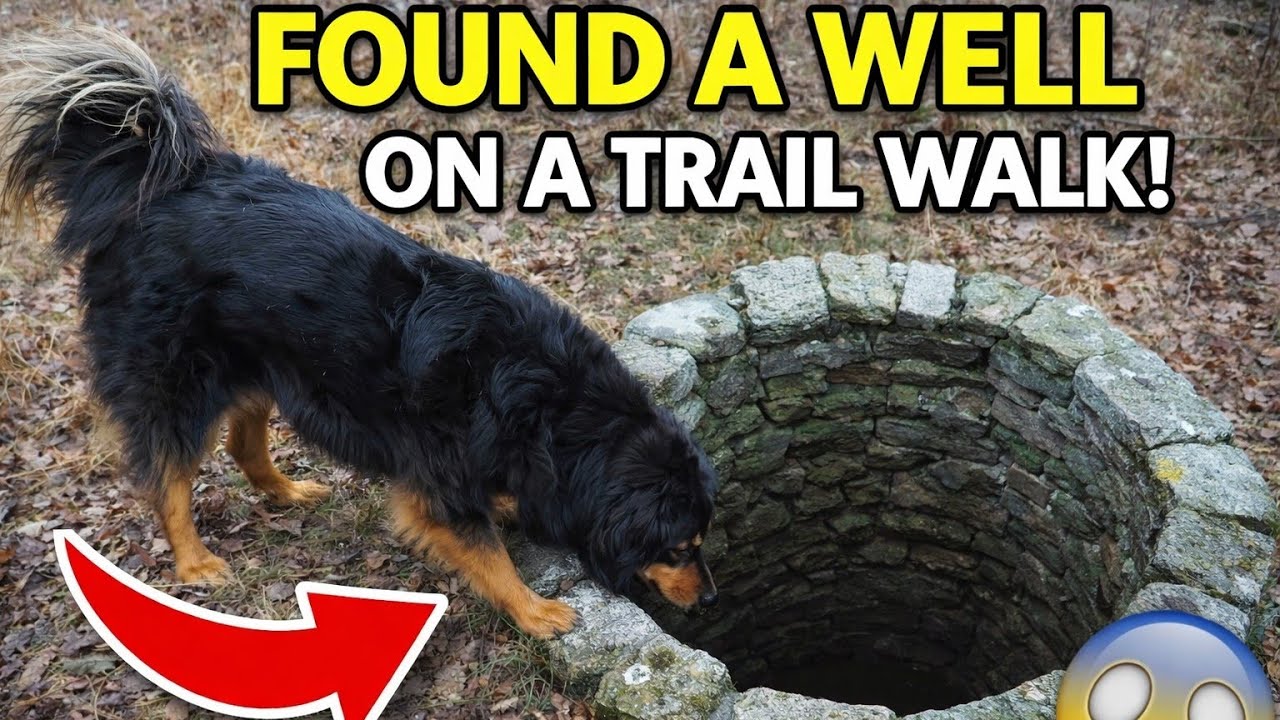 Dogs find old water well on trail walk 