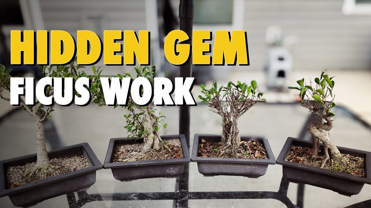 Tiny Leaf Melon Seed Ficus Bonsai Root Work & Pruning Session That Reveals Hidden Character