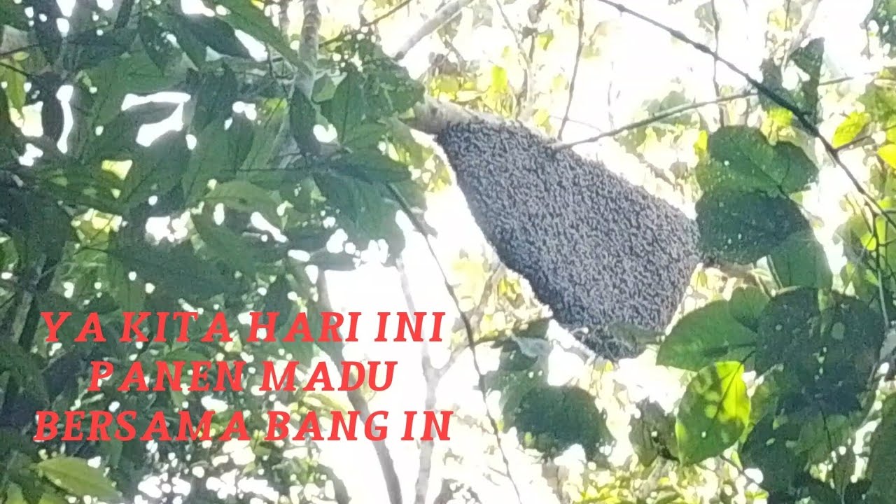 Ya gayss kitaa hari mendapatkan madu yang lumayan banyak 