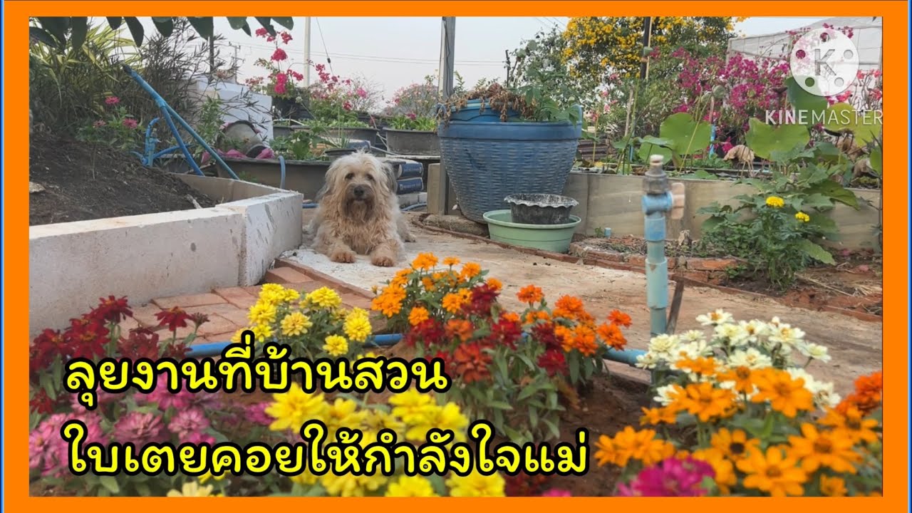 ลุยงานที่บ้านสวน มีใบเตยคอยให้กำลังใจแม่อยู่ข้างๆ❤️❤️❤️