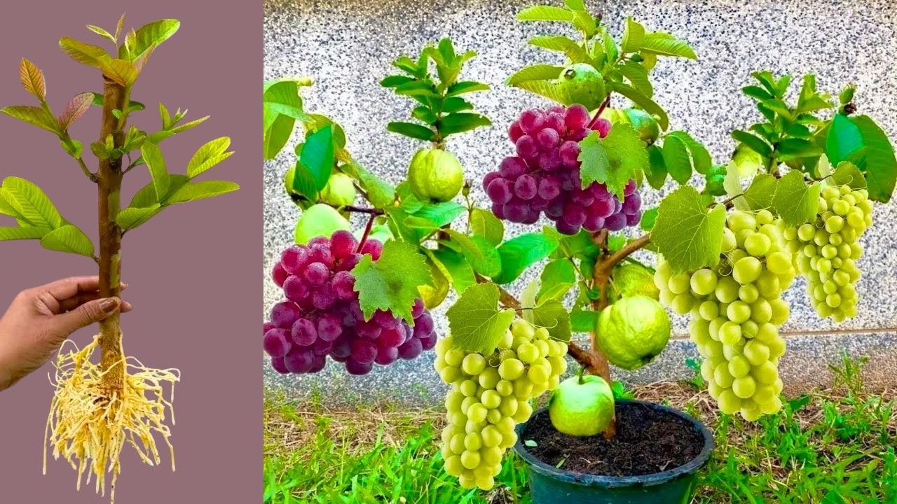 Easy way to propagate guava trees with grapes​ fruit to produce fruit quickly