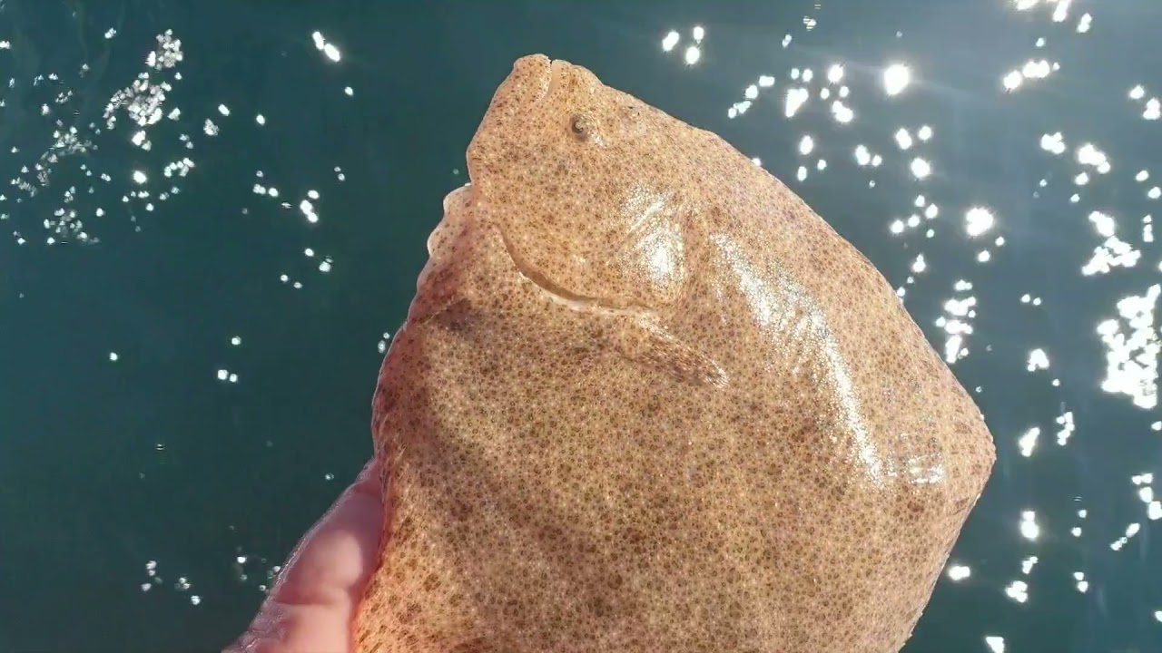 Frase popular nas familias mariñeiras de Galicia. Aínda has de comer arolas !!!