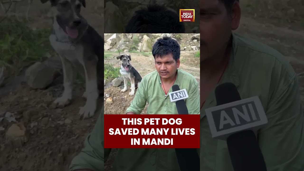 Rocky, A Pet Dog, Saved Many From A Flash Flood In Himachal's Mandi