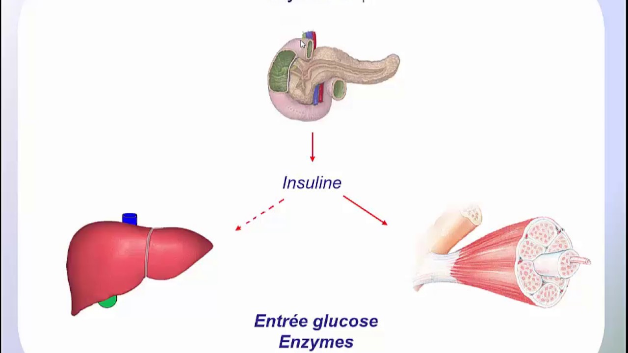 Le glycogène et son métabolisme