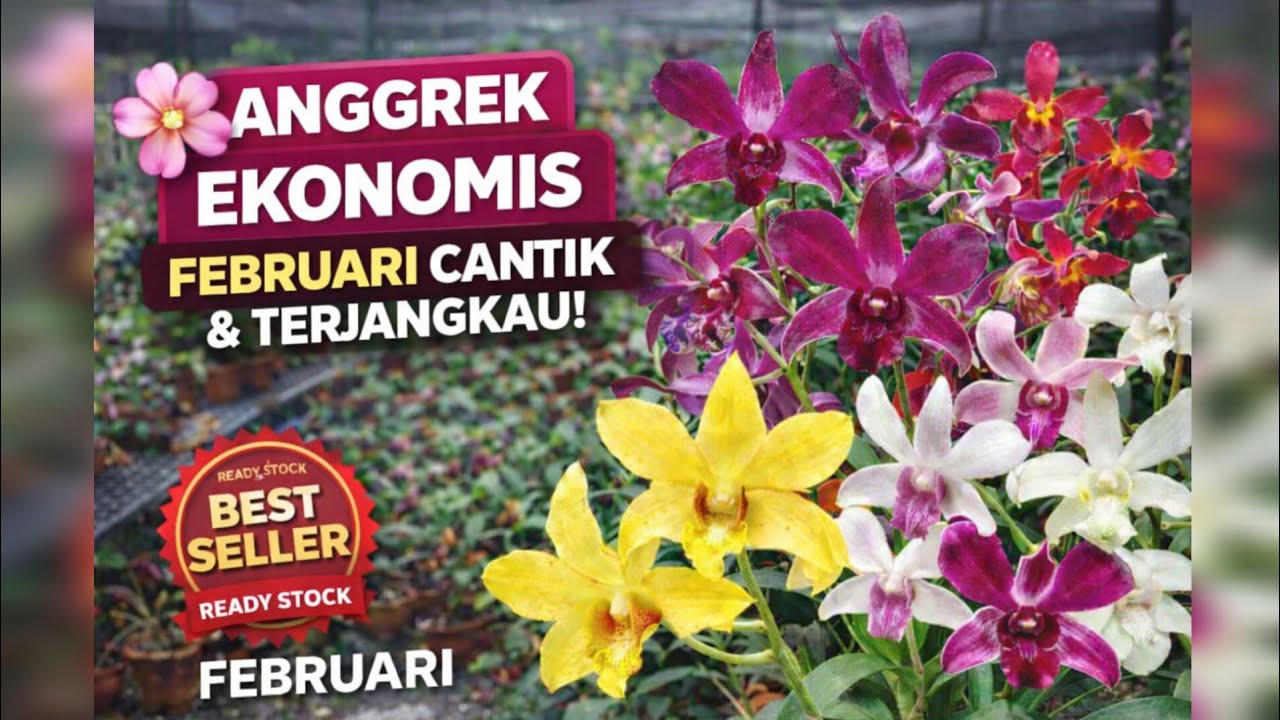 ANGGREK EKONOMIS - Cantiknya Bikin Hati Senang, Harganya Bikin Kantong Bahagia!
