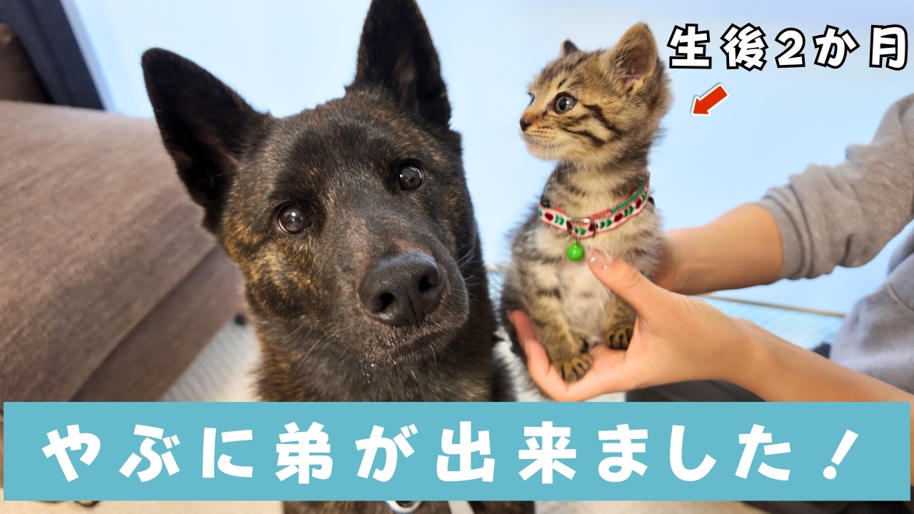 【子猫迎え入れ】甲斐犬やぶに子猫の弟が出来ました！その名も「ちょび」