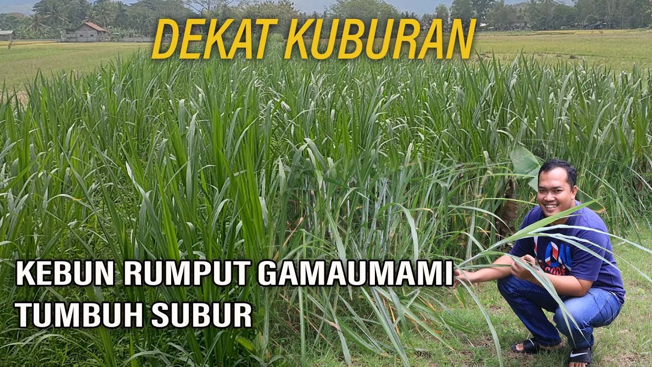 DEKAT KUBURAN, KEBUN RUMPUT GAMAUMAMI TUMBUH SUBUR