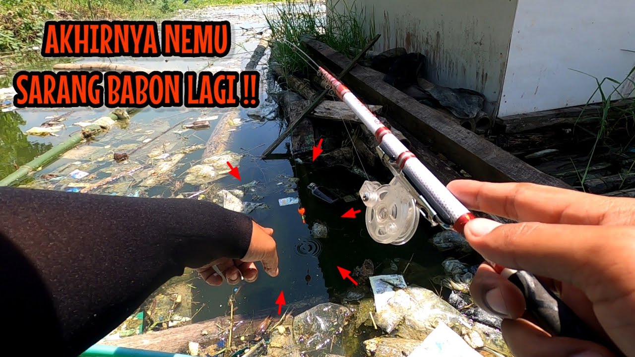 IKAN BABON - BABON PADA NGUMPUL DI BAWAH KAMAR MANDI LAPAK‼️ mancing ikan red devil NAHOL MANIA