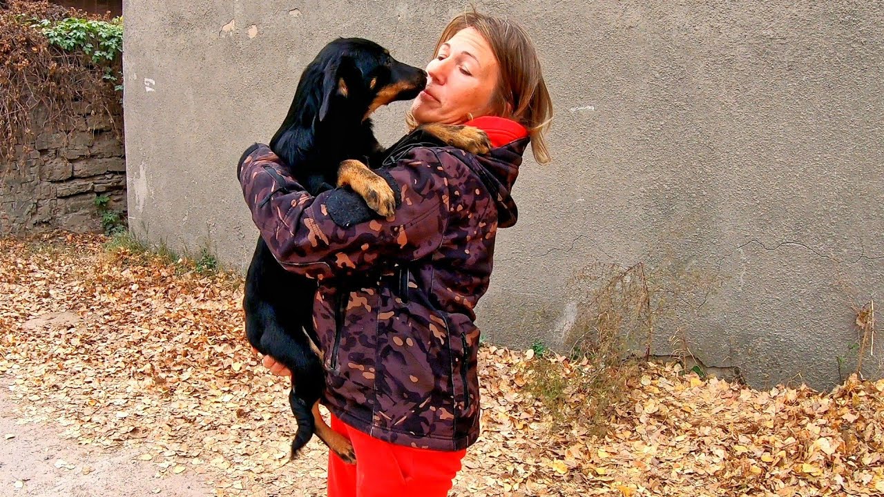 Stray Puppy Cried in my Arms Asking for Help