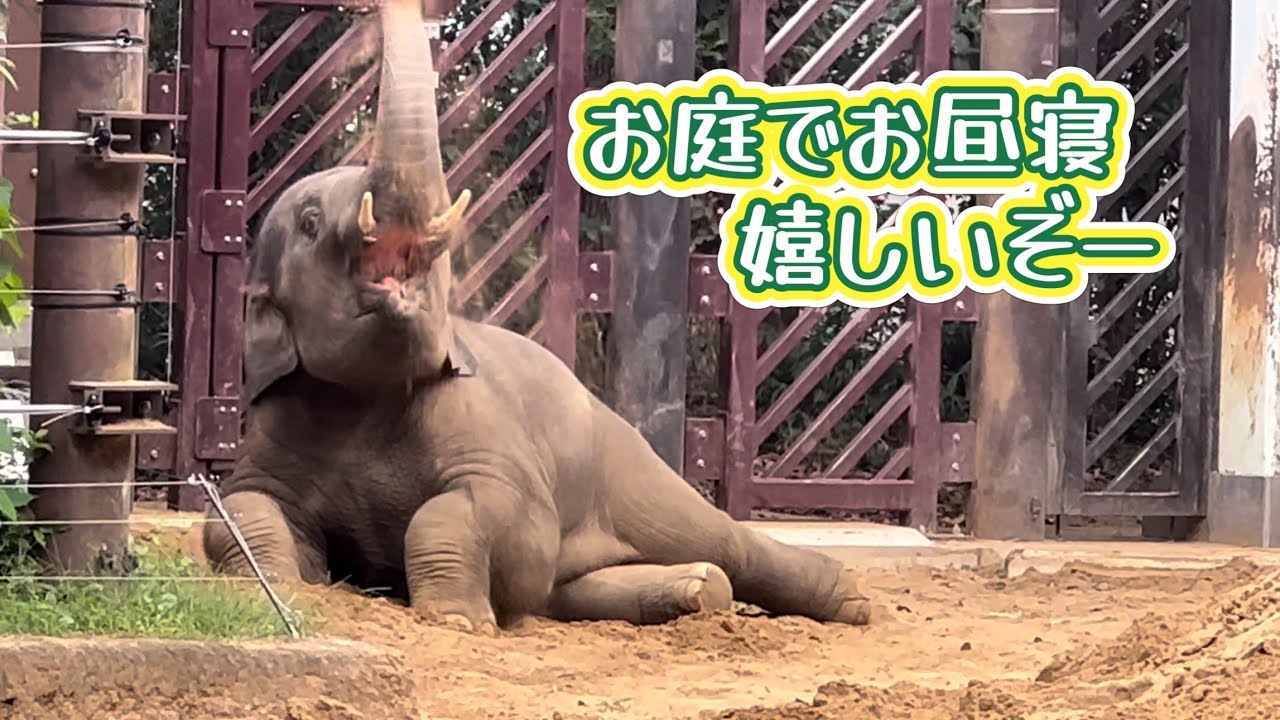 久しぶりの庭でのんびりお昼寝するママとアルンくん🐘😊　9月25日 上野動物園　アジアゾウ