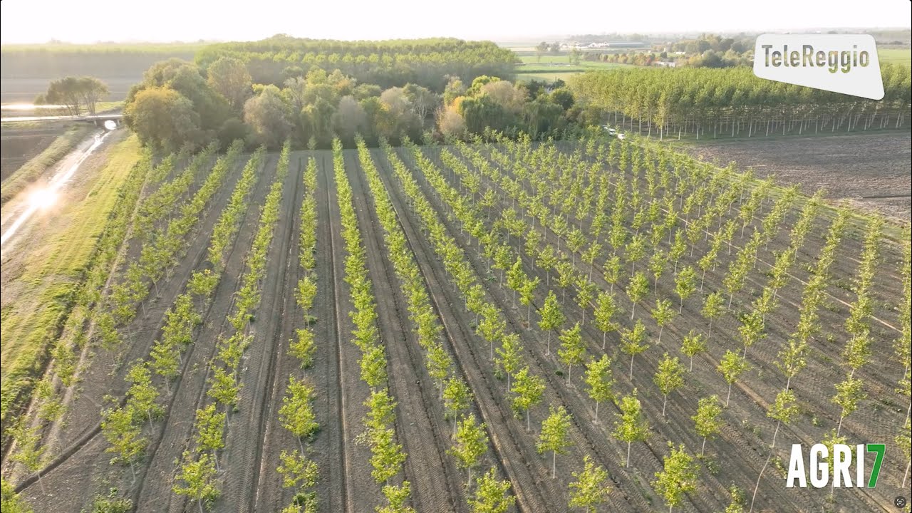 Telereggio Agri7 - CIA Agricoltori Italiani-Azienda Agricola Zanetti Maurizio e Cantarelli Fortunato