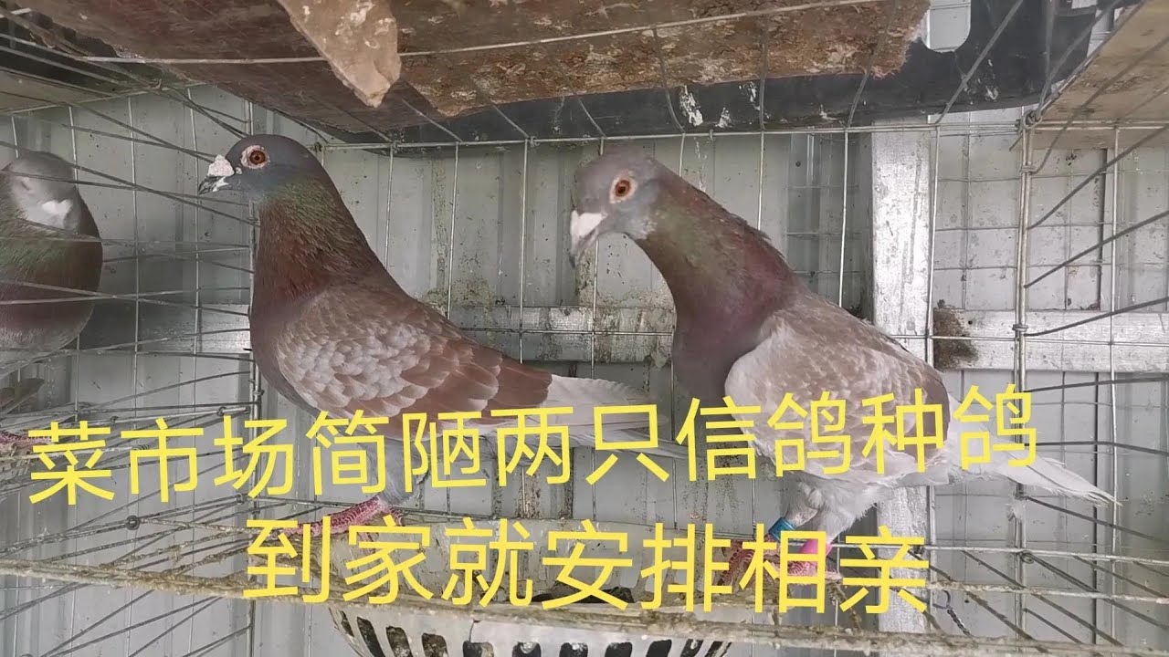 菜市场门口简陋两只打比赛的信鸽，翅膀被剪得走路都费劲