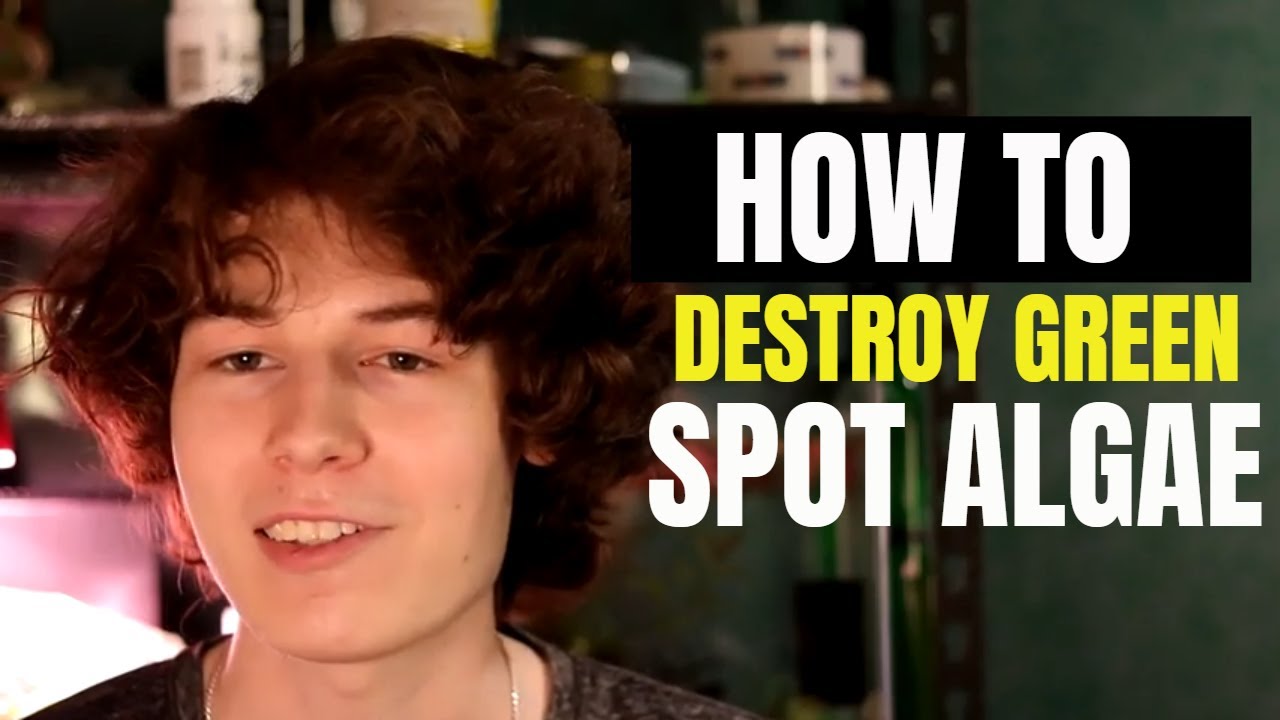 How to Destroy green spot/dust algae/ Vlog #3