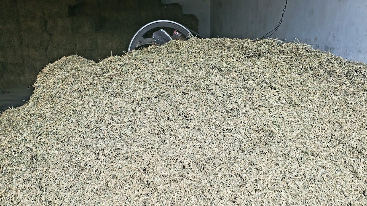 alfalfa hay in Pakistan alfalfa is food goat 03220966288