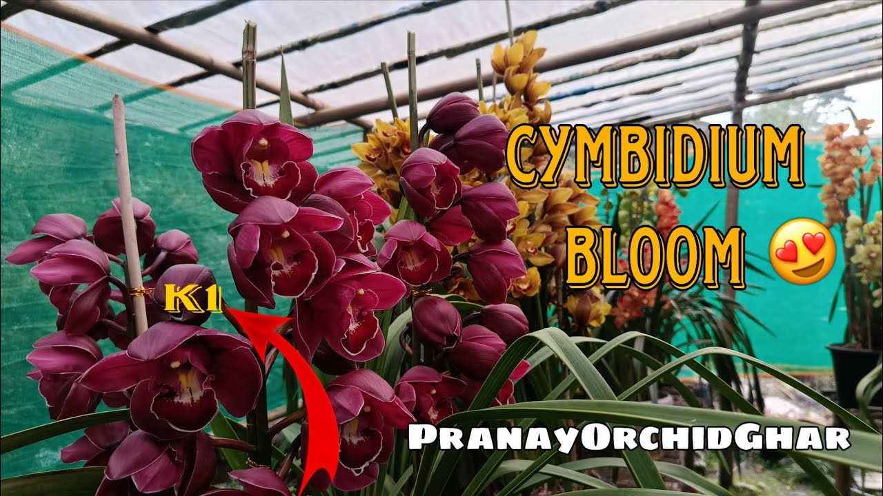 K1 Blooming in Pranayorchidghar 😍 Cymbidium orchid blooming 😍||#cymbidium 