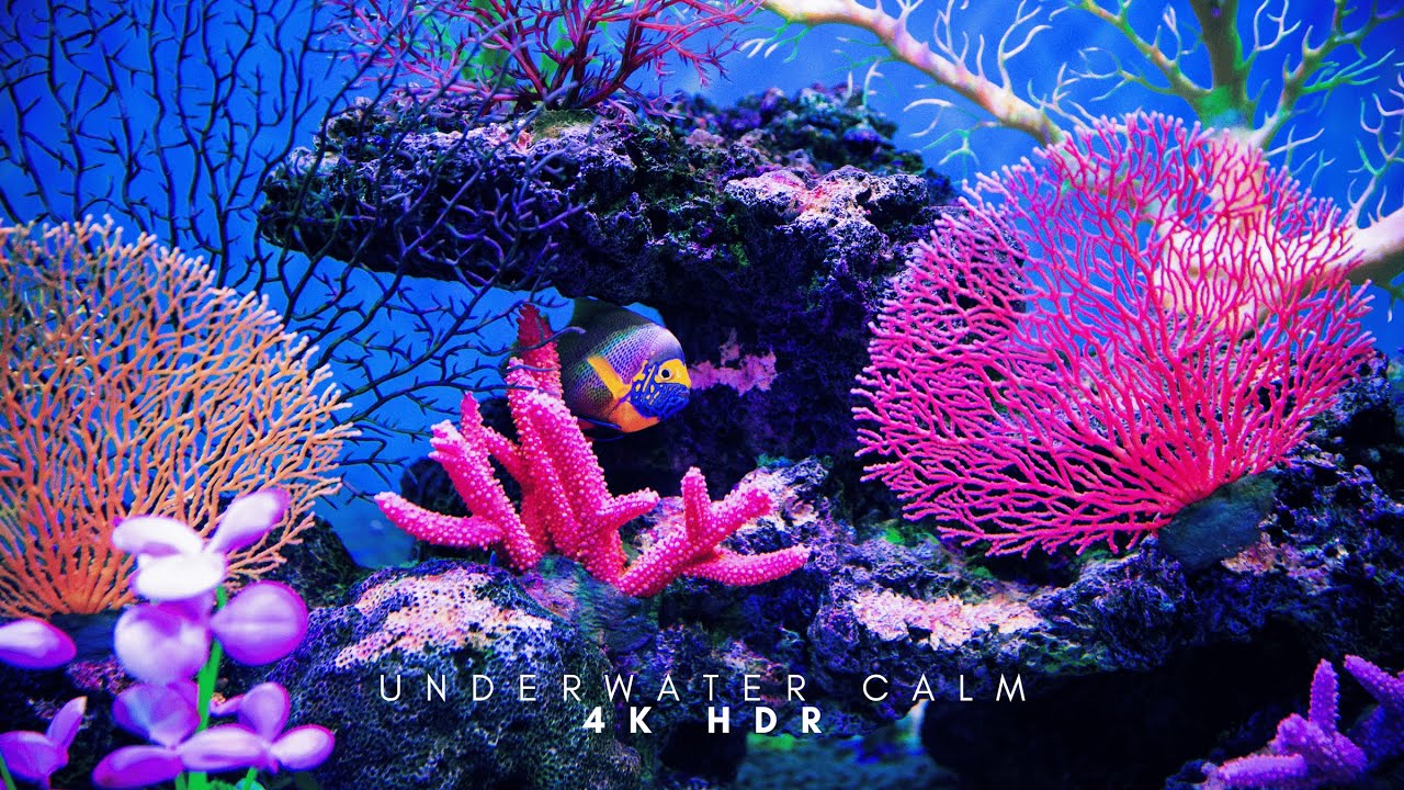 🌊 4K Underwater World | Deep Ocean Relaxation with Ambient Music for Sleep & Meditation