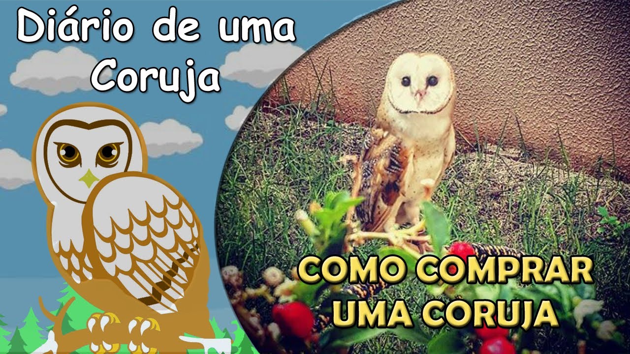 Como comprar uma coruja
