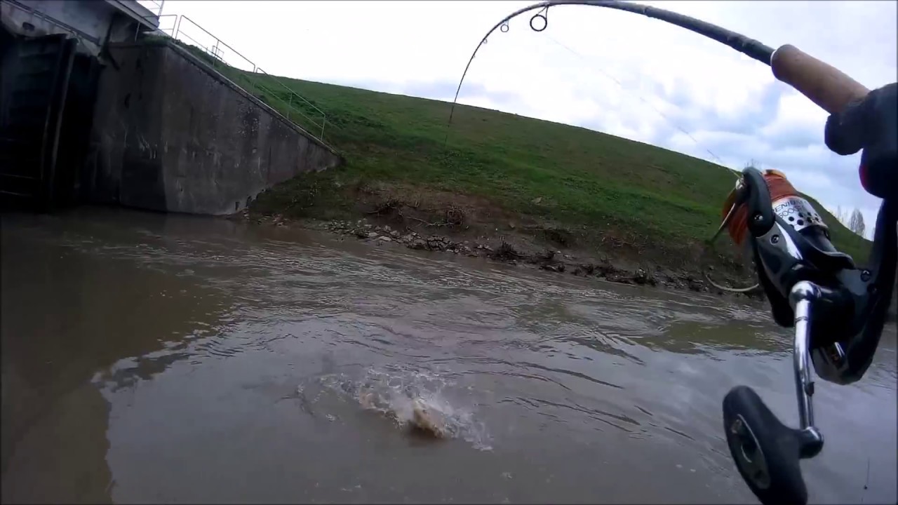 Jigging al Siluro.(Spinning Catfish)
