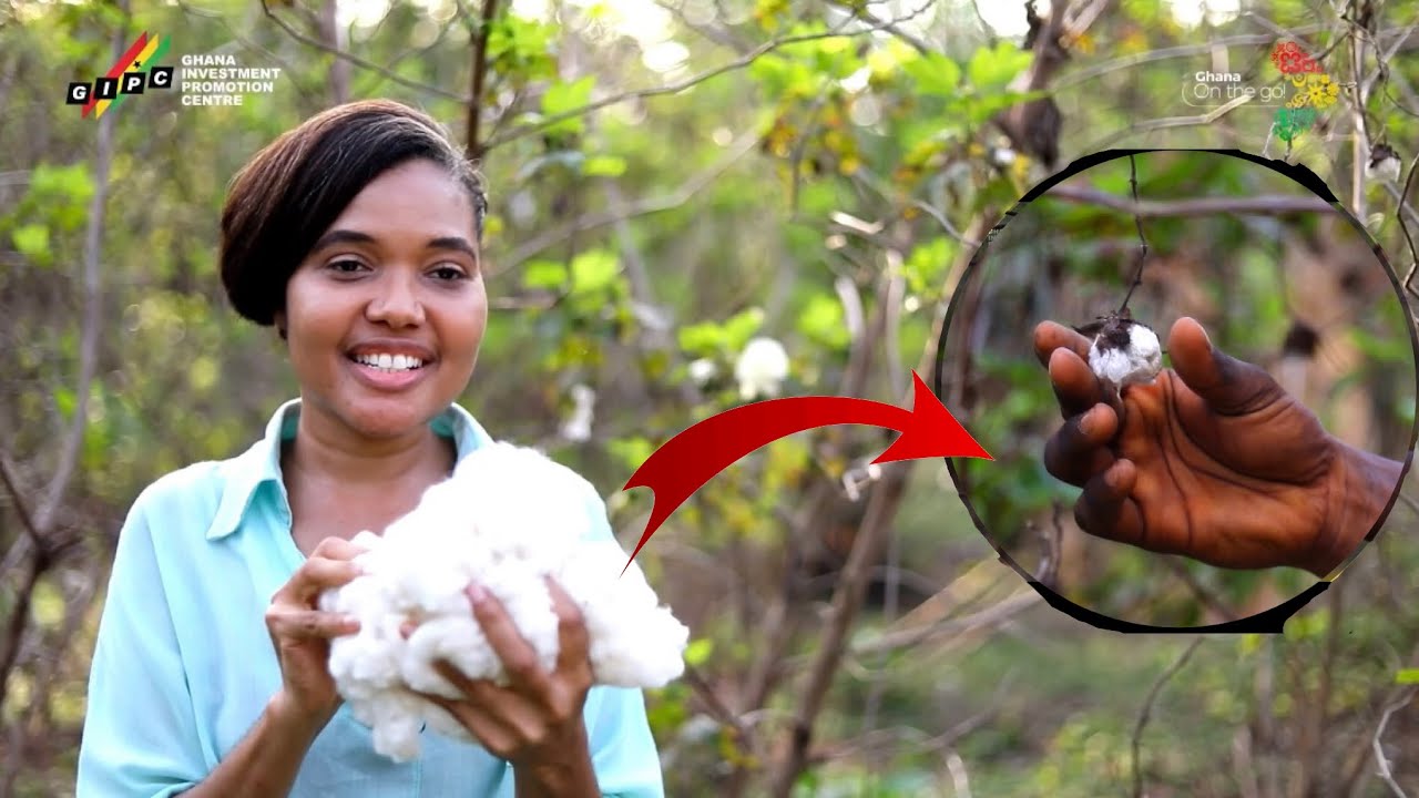 She Moved From UK to Ghana to Start A Thriving Cotton Farm