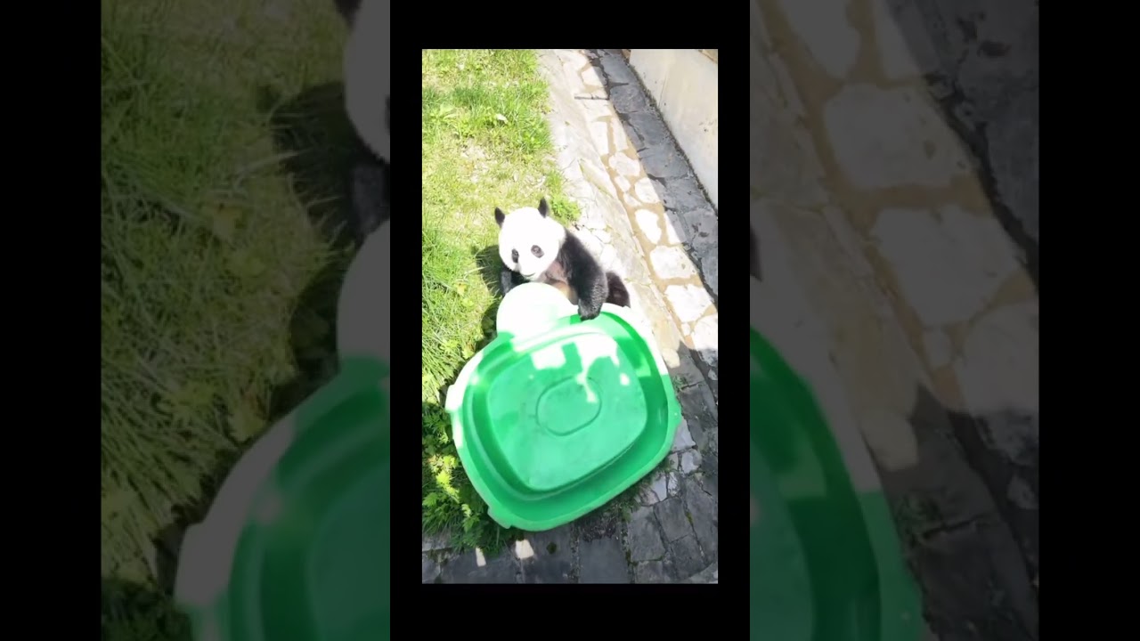 大熊猫升谊在奶爸离开之前整活，貌似告诉奶爸我很好奶爸不要担心我,您保重。panda shenyi playing before Malaysia nanny leave.#panda#판다#大熊猫升谊