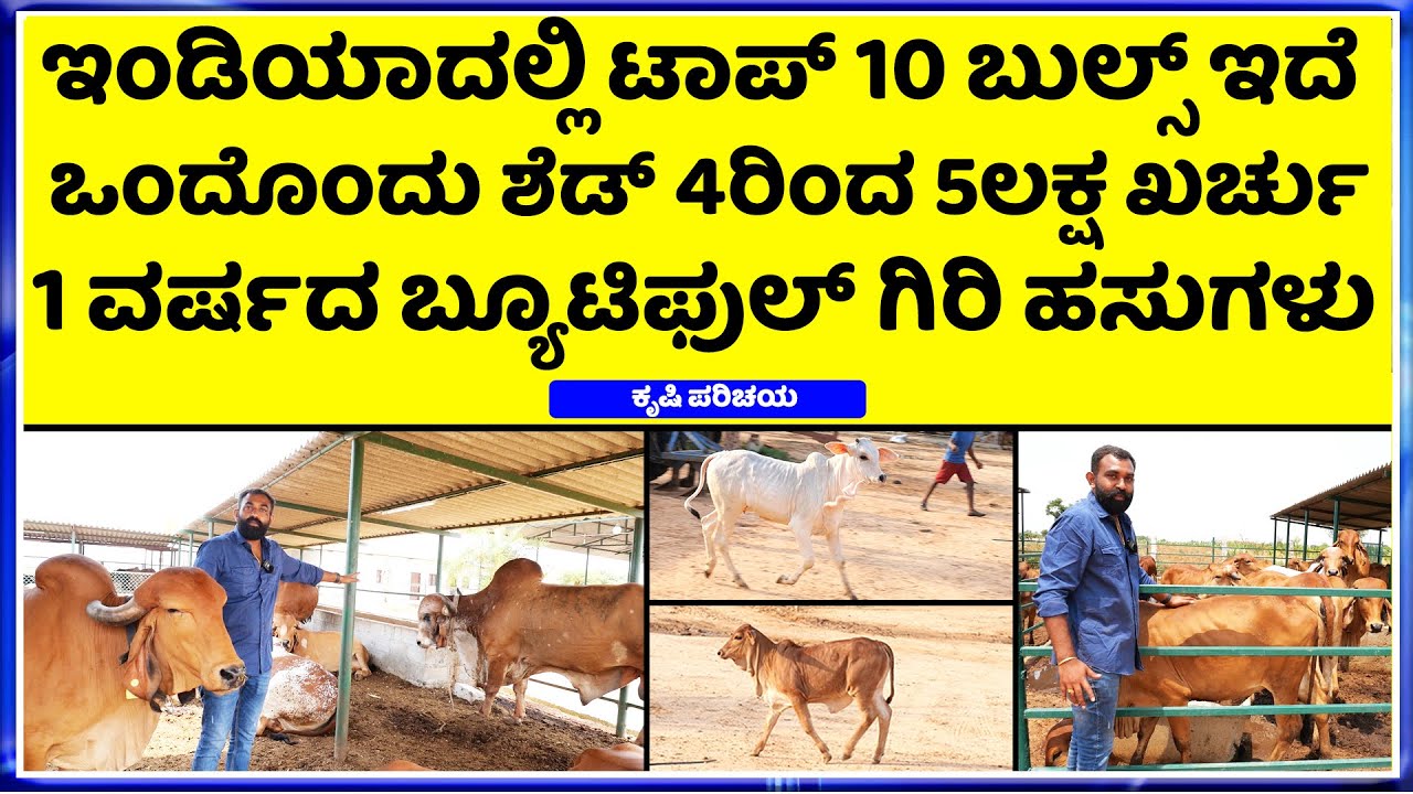 EP-3 How Much Investment Required for Gir Cow Farming ||  INDIANS TOP 3 BULLS IN  Hebbevu Farms