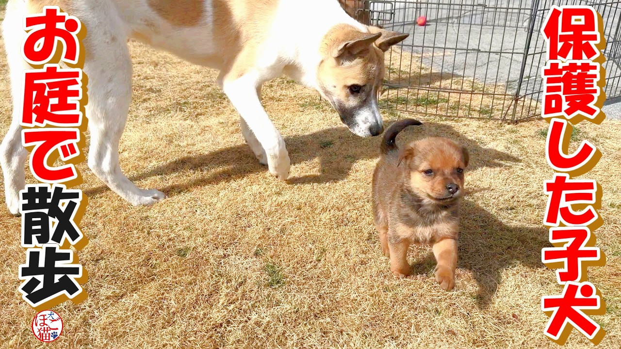 【保護犬  子犬】保護した子犬、お庭でお散歩してみたけど・・・＋おまけコーナー