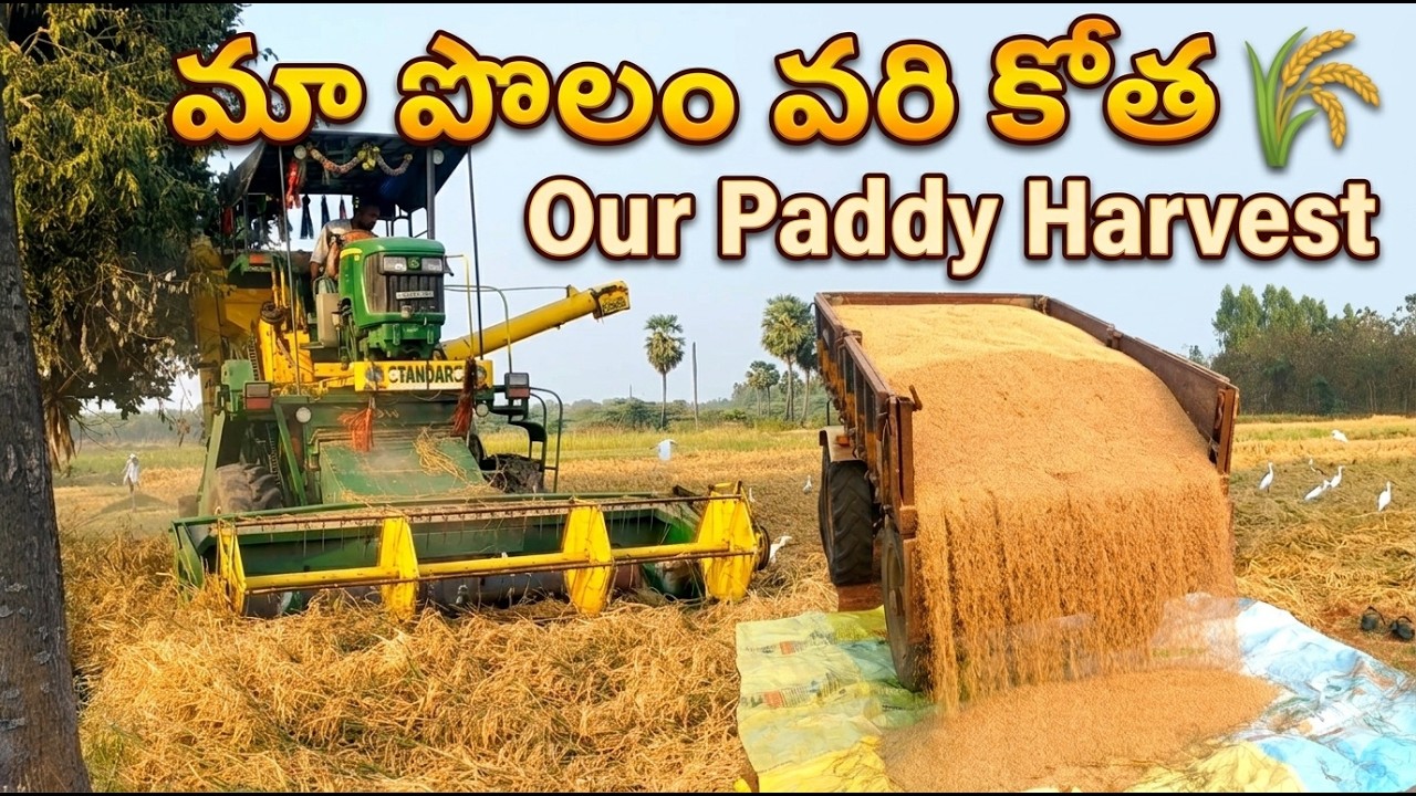 మా పొలం వరి కోత 🌾Our Paddy Harvest
