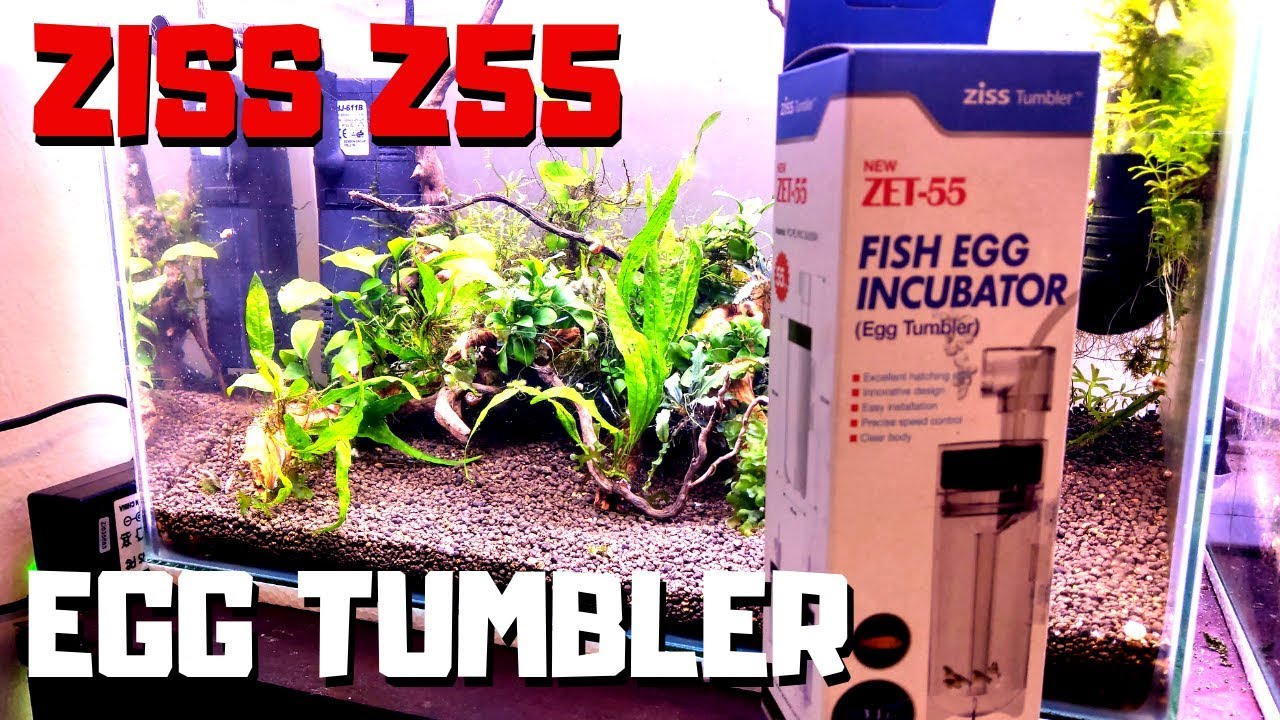Ziss Z55 Egg Tumbler