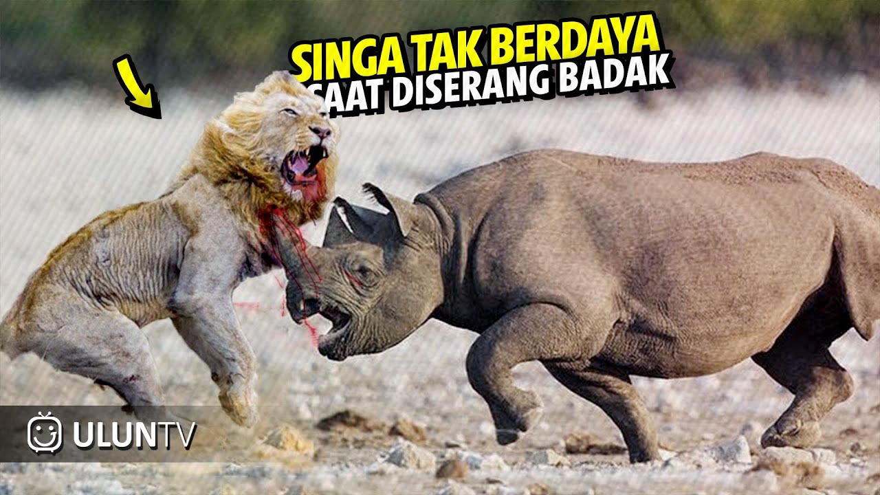 Nasib Sial Singa Ketika BADAK Melawan dengan Kejam ‼️ Endingnya Malah Begini