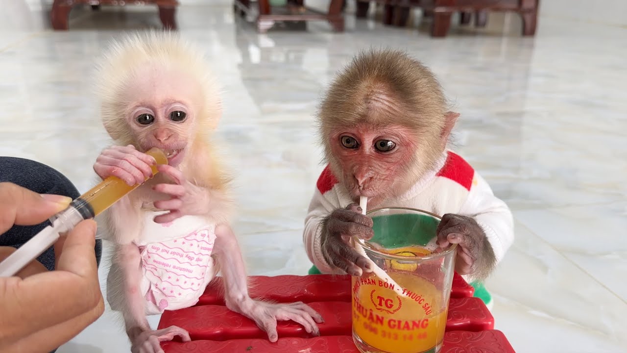 Baby Monkey ZiZi's Reaction When Drinking Orange Juice With Monkey SiNSin