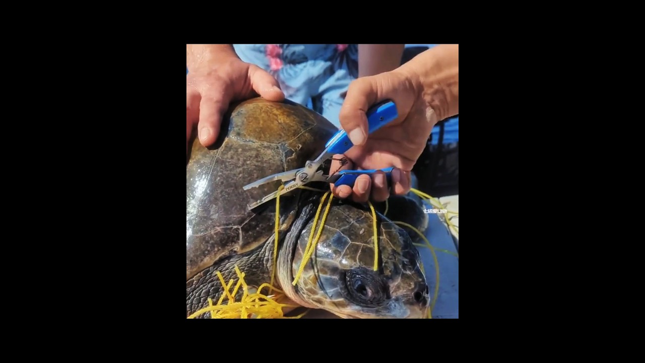 Divers Rescue Sea Turtles Trapped in Fishing Line 🐢💙