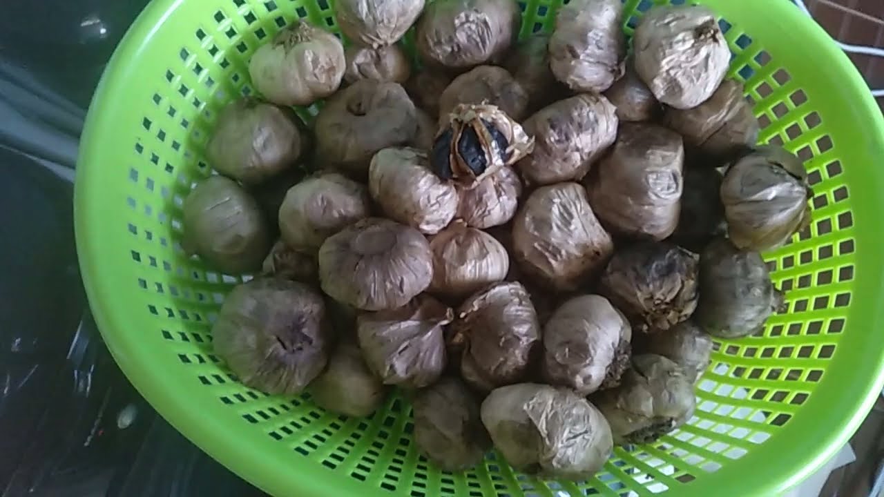Sumenep berbagi ilmu praktis cara membuat Black garlic atau bawang putih hitam semua insyaAllah bisa
