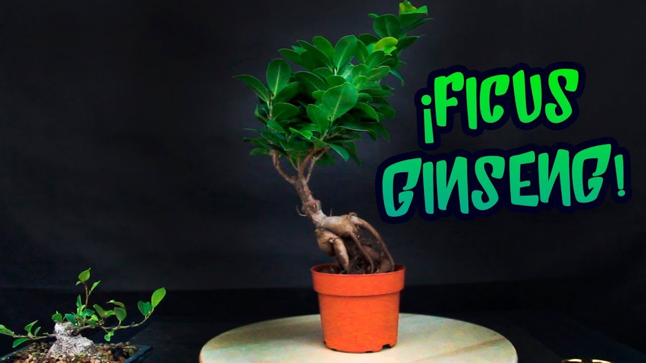FICUS GINSENG como convertirlo en BONSAI de CALIDAD desde cero