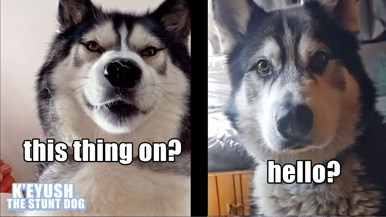 Husky Invites Best friend Over For Waffles To Celebrate 1M Subscribers!