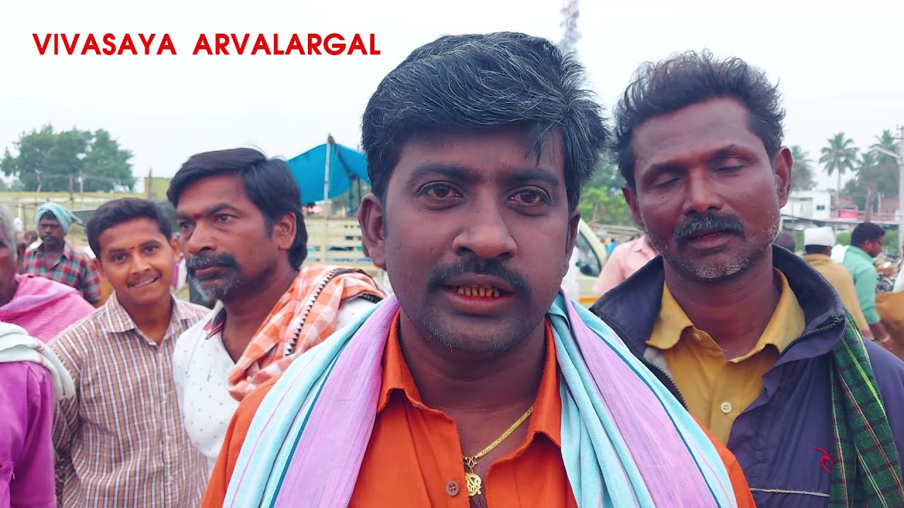 ஞாயிறு அந்தியூர் மாட்டு சந்தை | மிக குறைந்த விலையில் கிடைக்கும் #anthiyur #cowmarket #cows #cattle