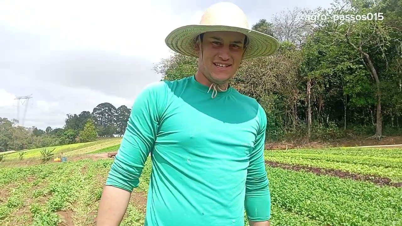 Na lida da roça mostrando como a gente colhe o coentro 🌱🤠