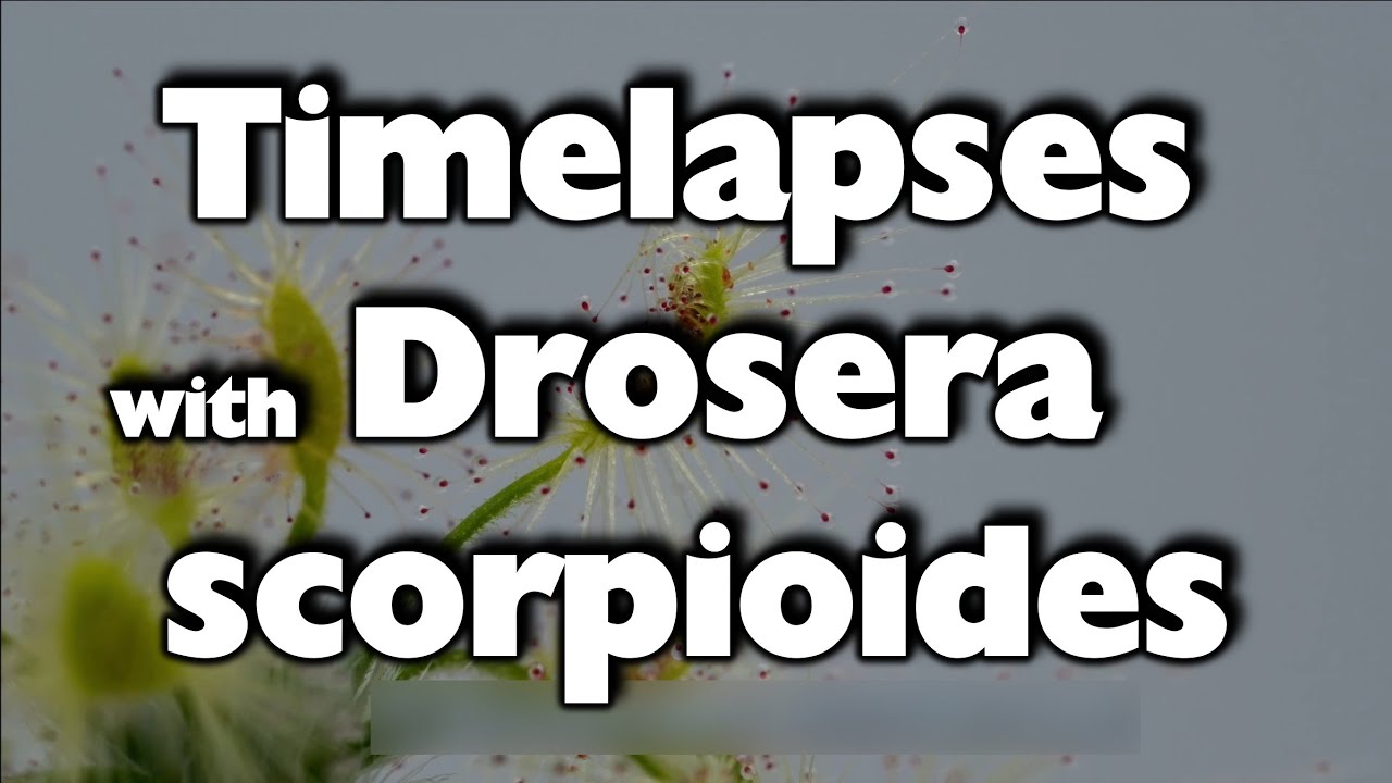 Drosera scorpioides Timelapses with fly and fish food/Zeitraffer mit dem Zwergsonnentau