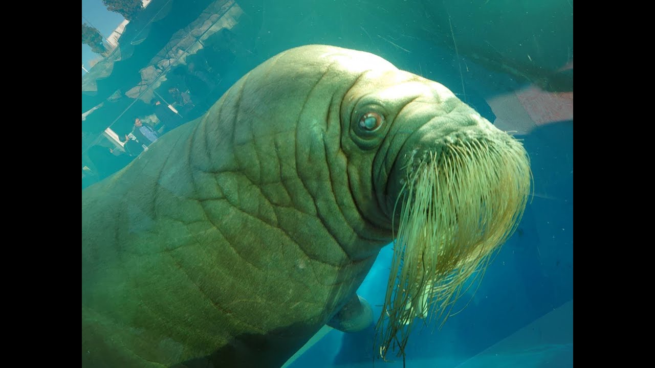 スマブラ毎日トナメ優勝　Genesis X3惜しかったー