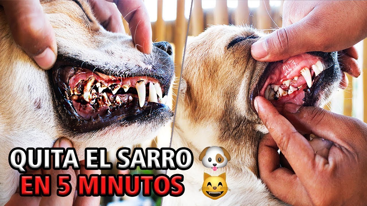 ELIMINA EL SARRO DE TU PERRO EN 5 MINUTOS, FÁCIL Y RÁPIDO