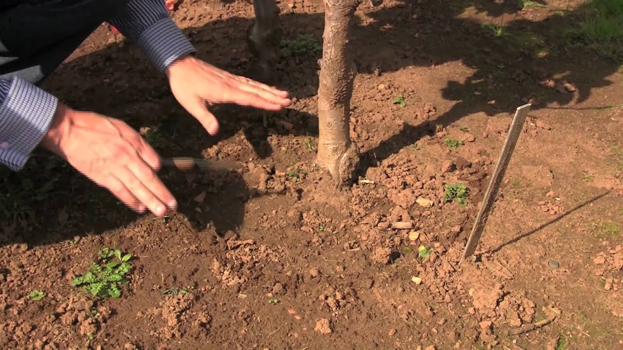 Verplaatsen minitree